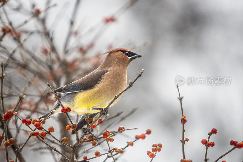 雪松蜡翅，(Bombycilla cedorum)，美洲槭树，美洲槭叶。